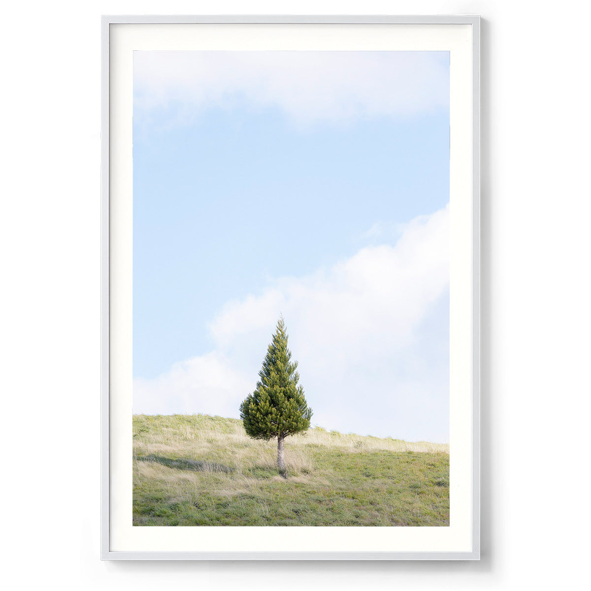 Pine Hill - New Zealand