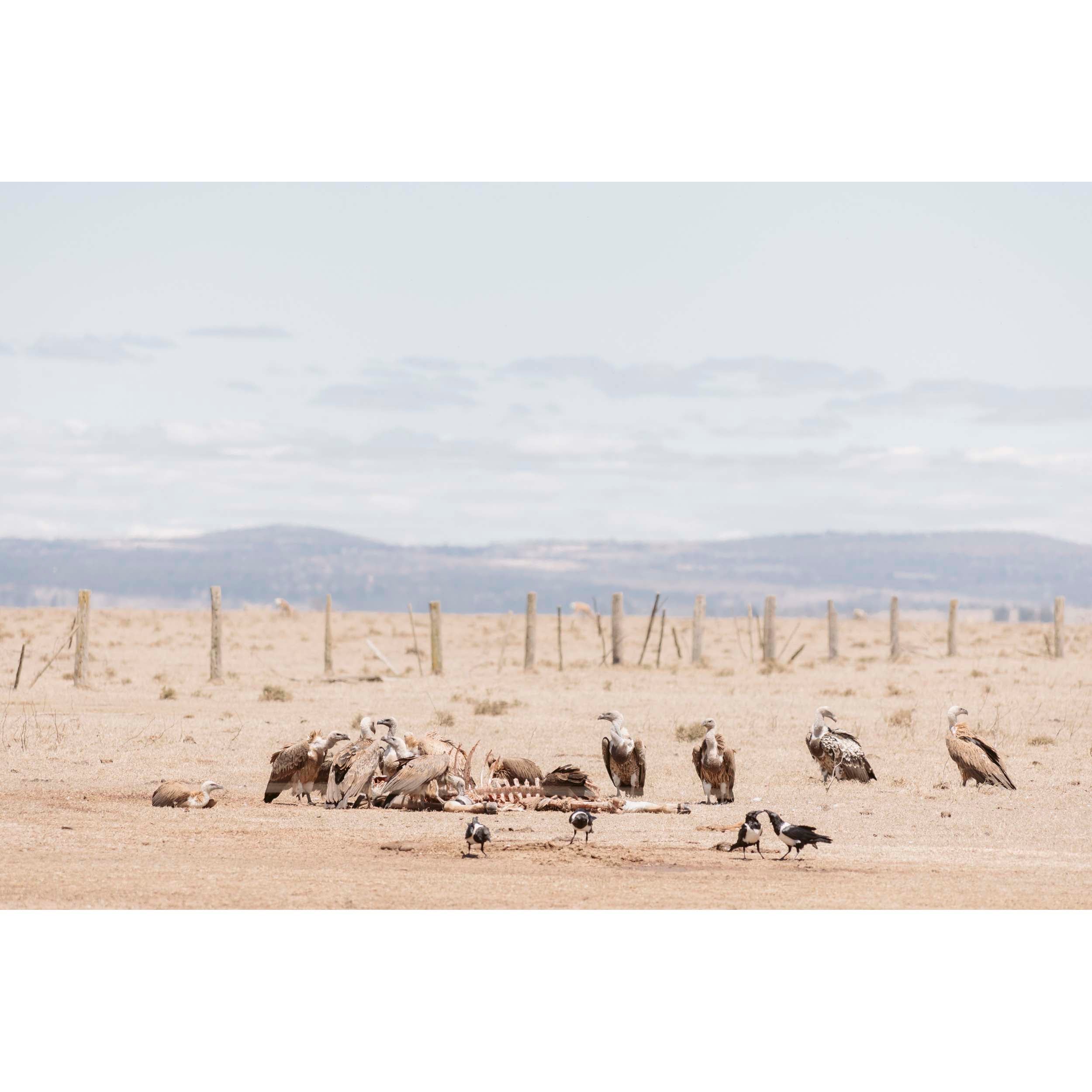 CIRCLE OF LIFE - Kenya, Africa