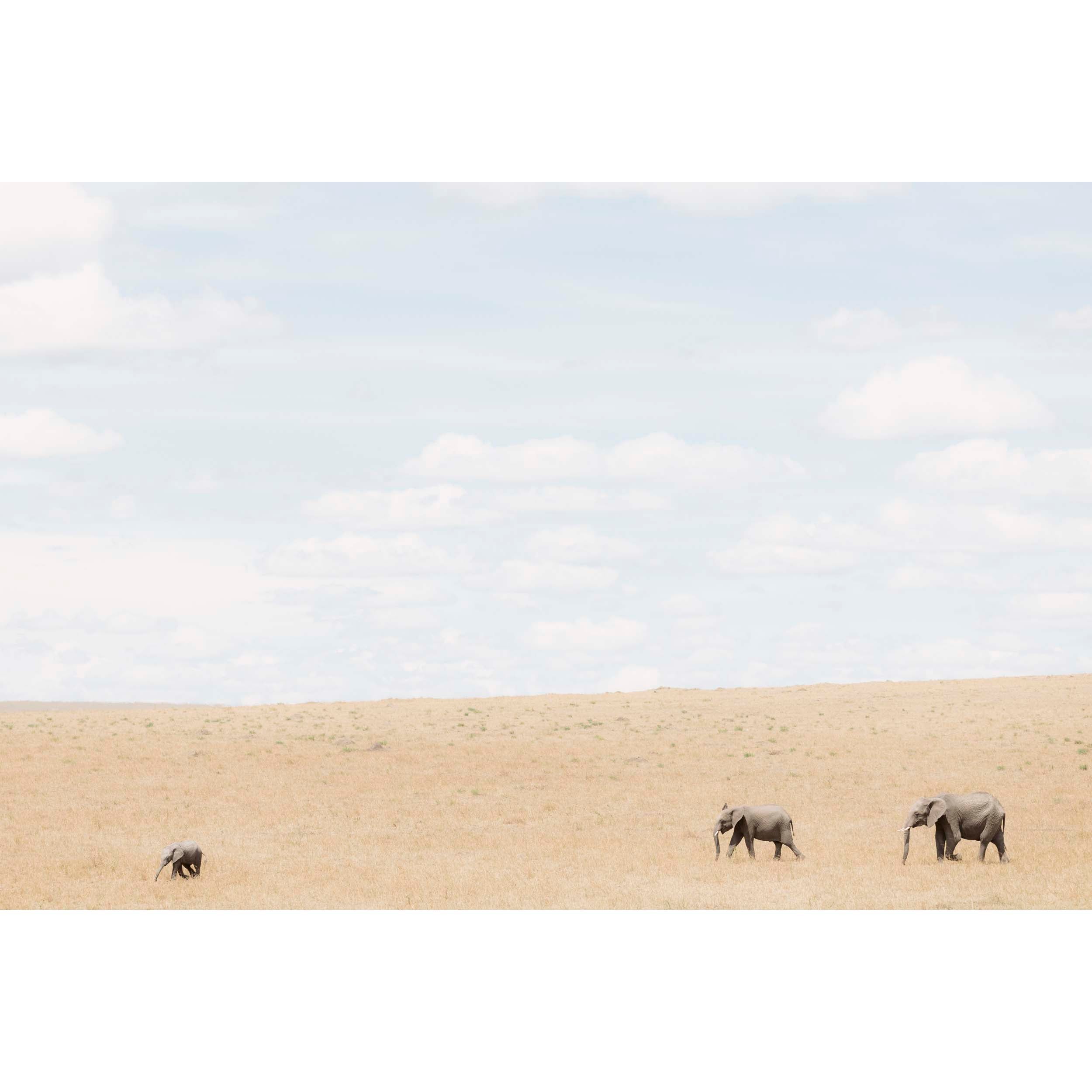 FOLLOW THE LEADER - Kenya, Africa