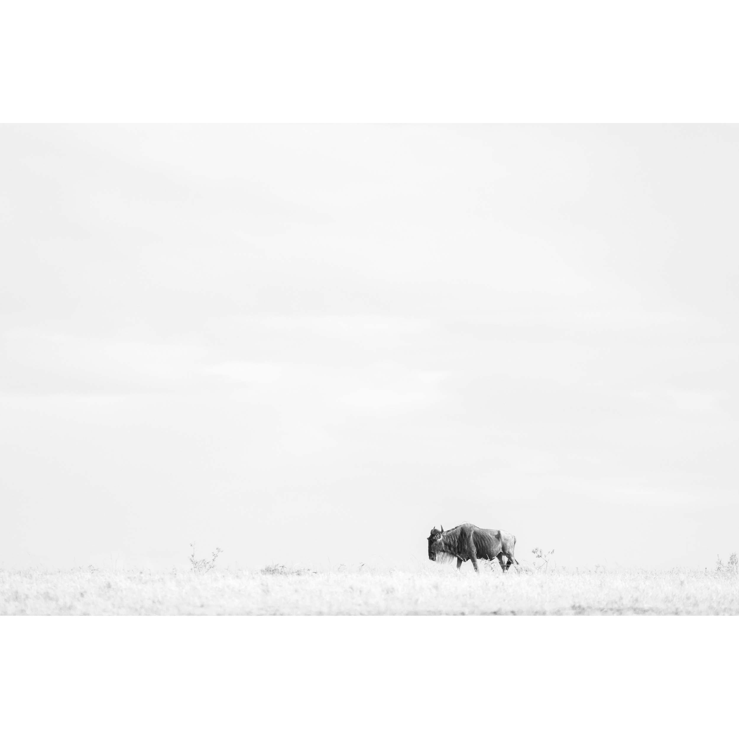 Lone Wanderer - Kenya, Africa