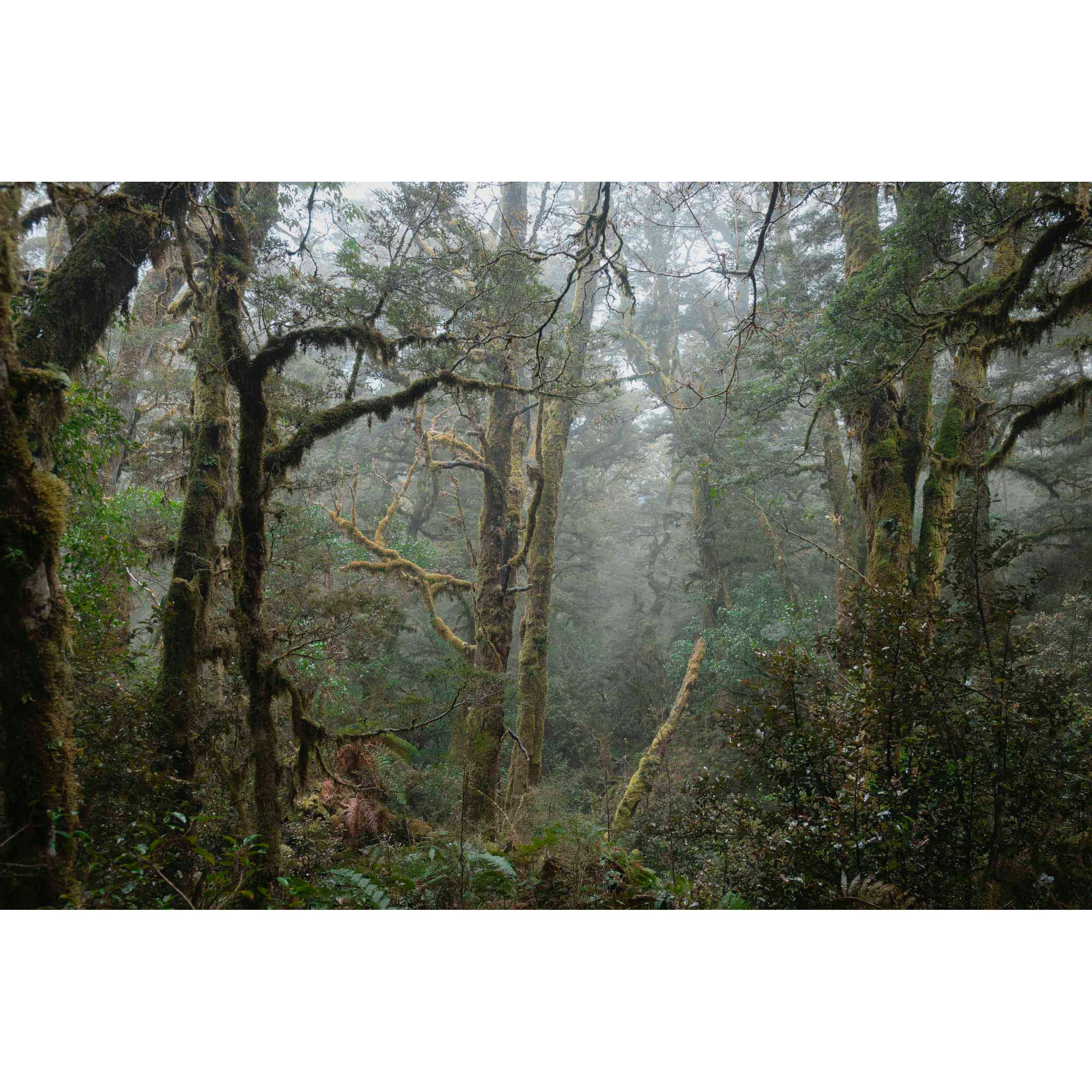 MIDDLE EARTH - New Zealand