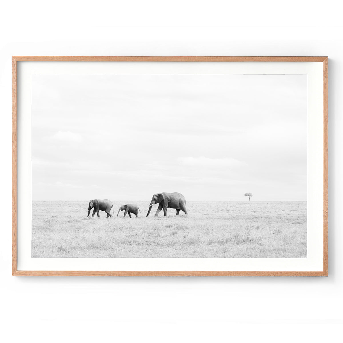 Nature's Parade - Kenya, Africa