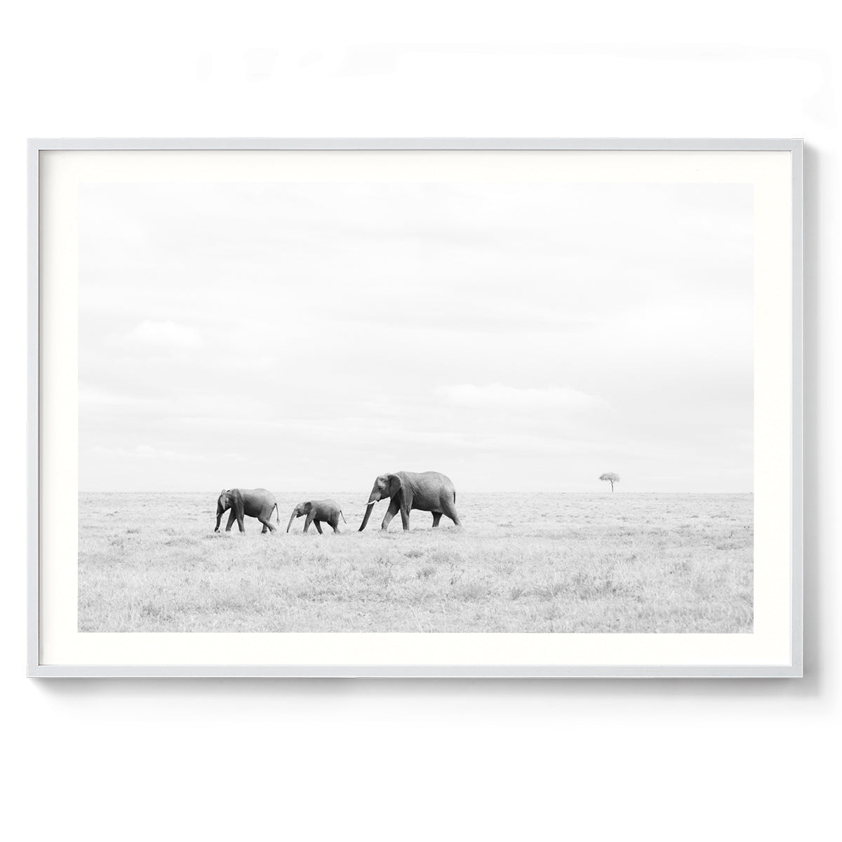 Nature's Parade - Kenya, Africa