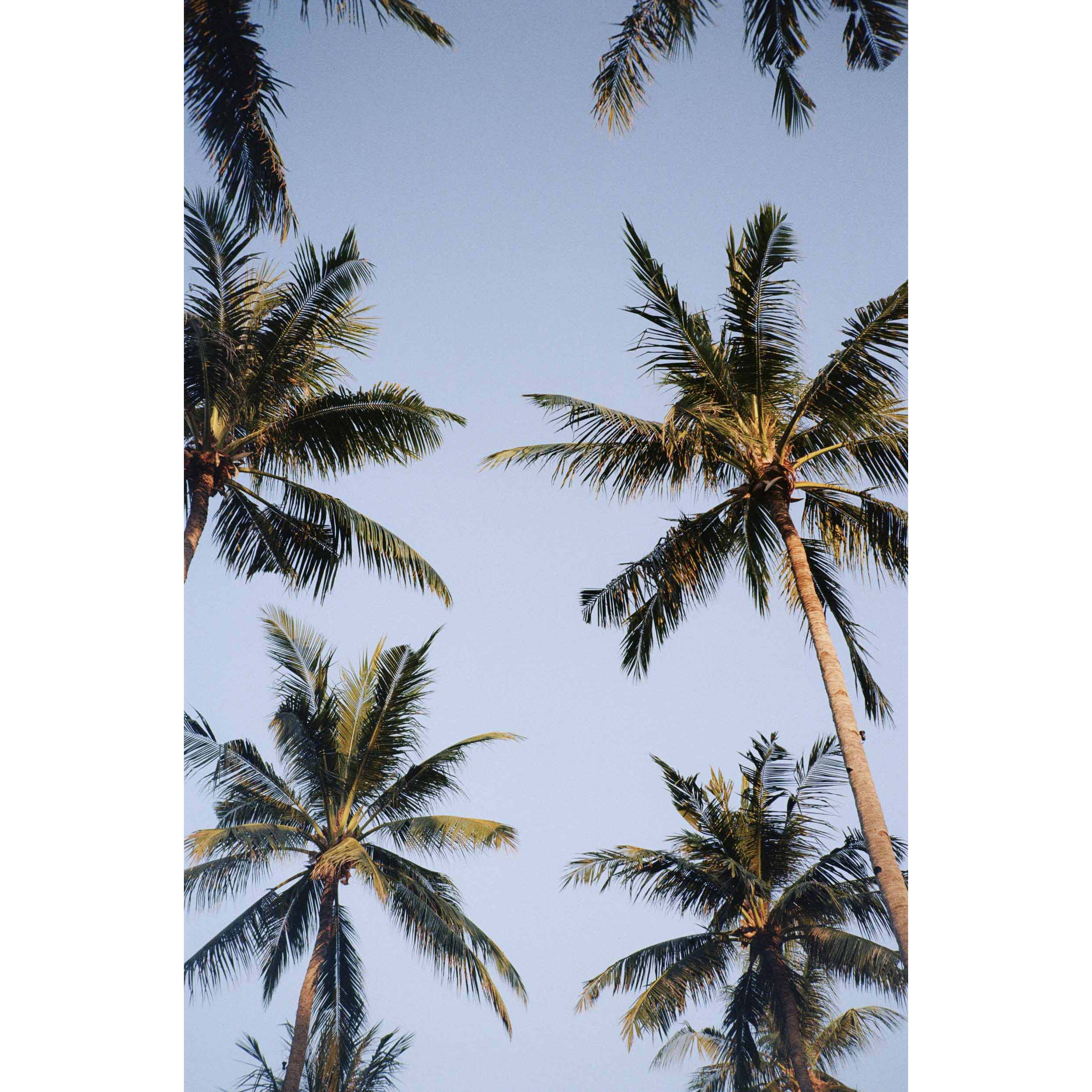 Palms - Bali, Indonesia