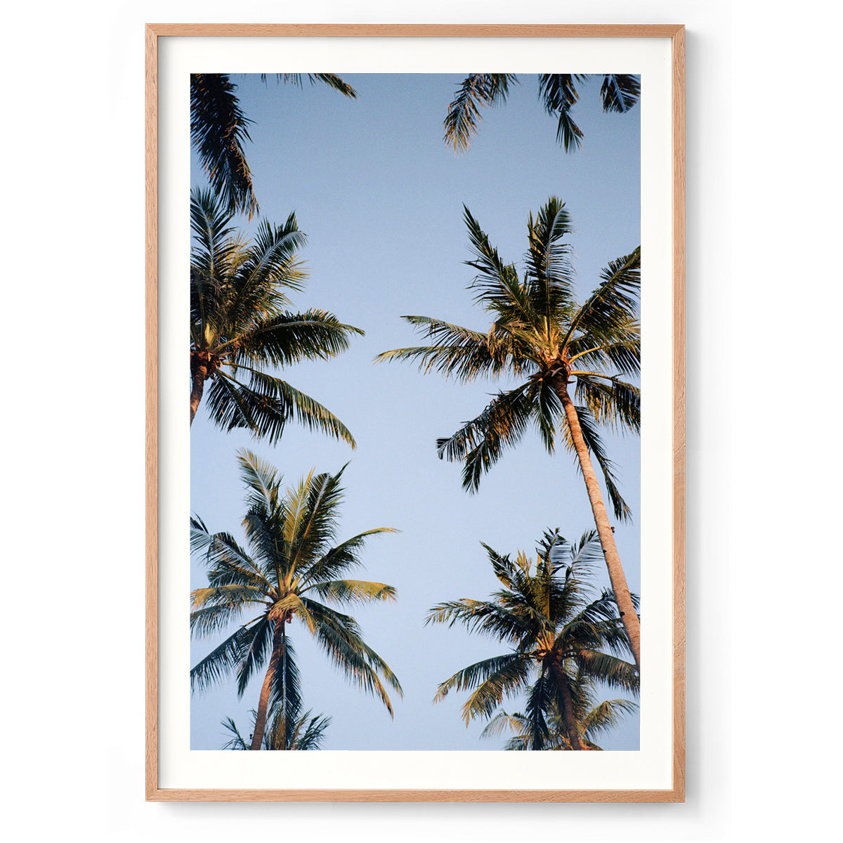 Palms - Bali, Indonesia