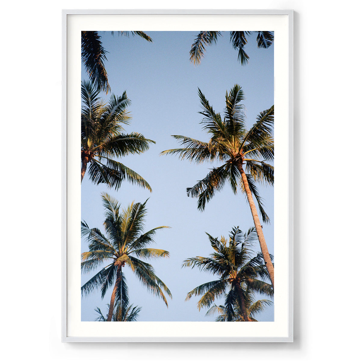 Palms - Bali, Indonesia