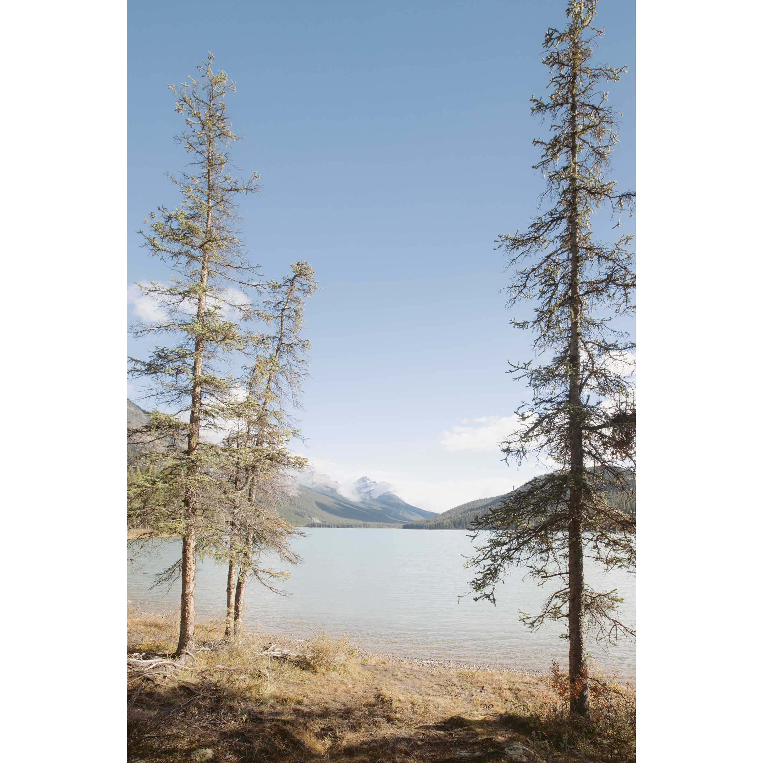 SPRING HAS SPRUNG - Rocky Mountains, Canada