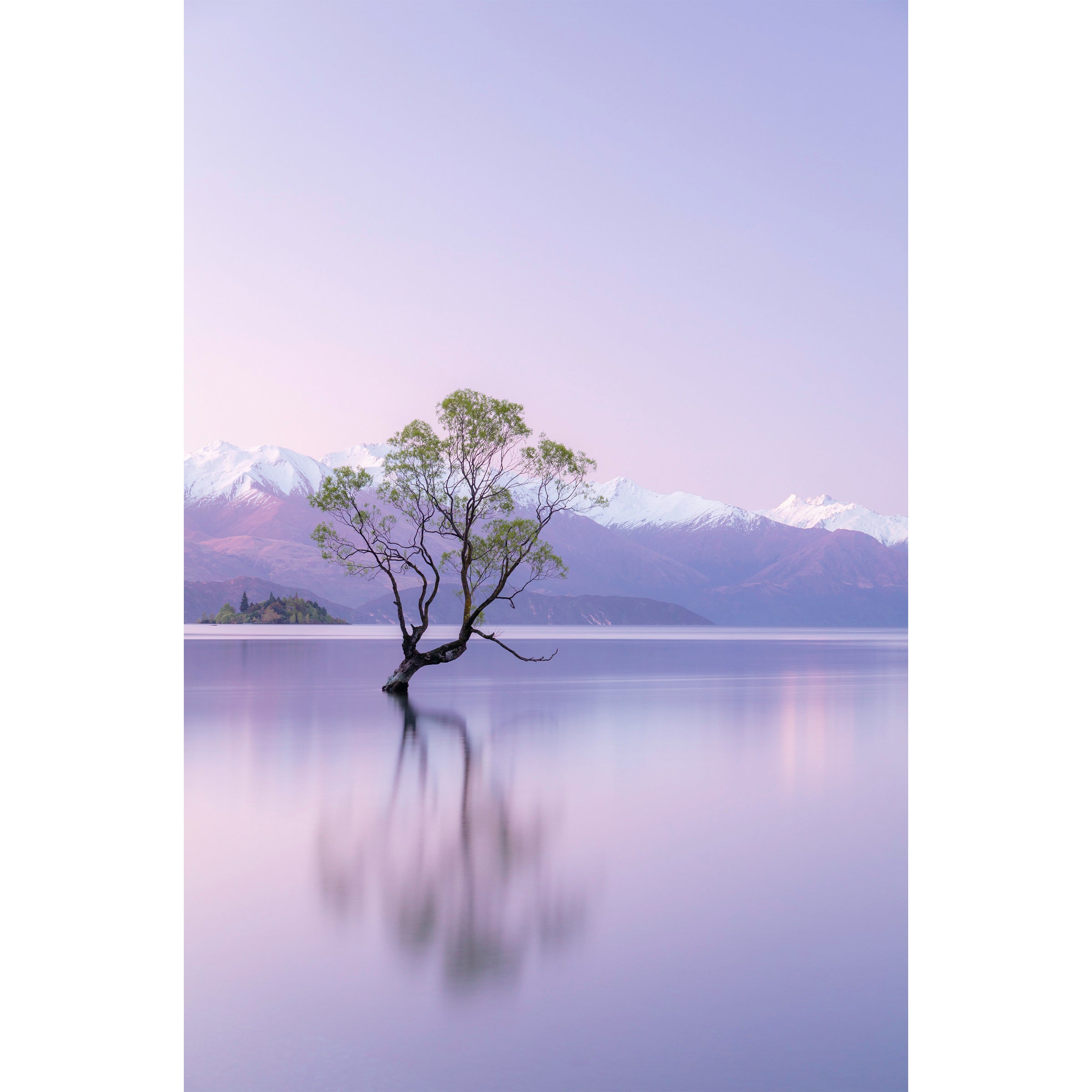 THAT WANAKA TREE - Wanaka, New Zealand