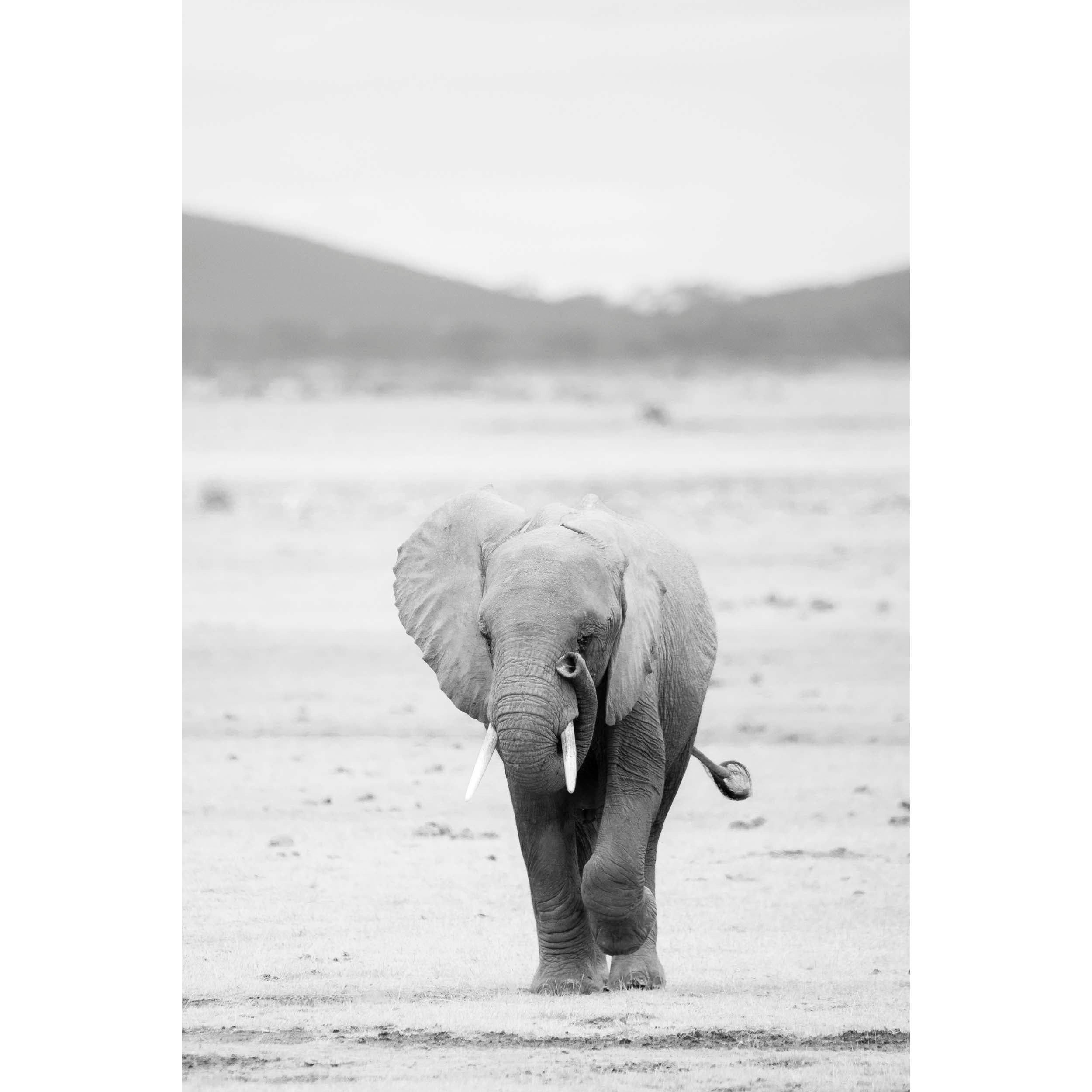 Trunk & Tusk - Kenya, Africa