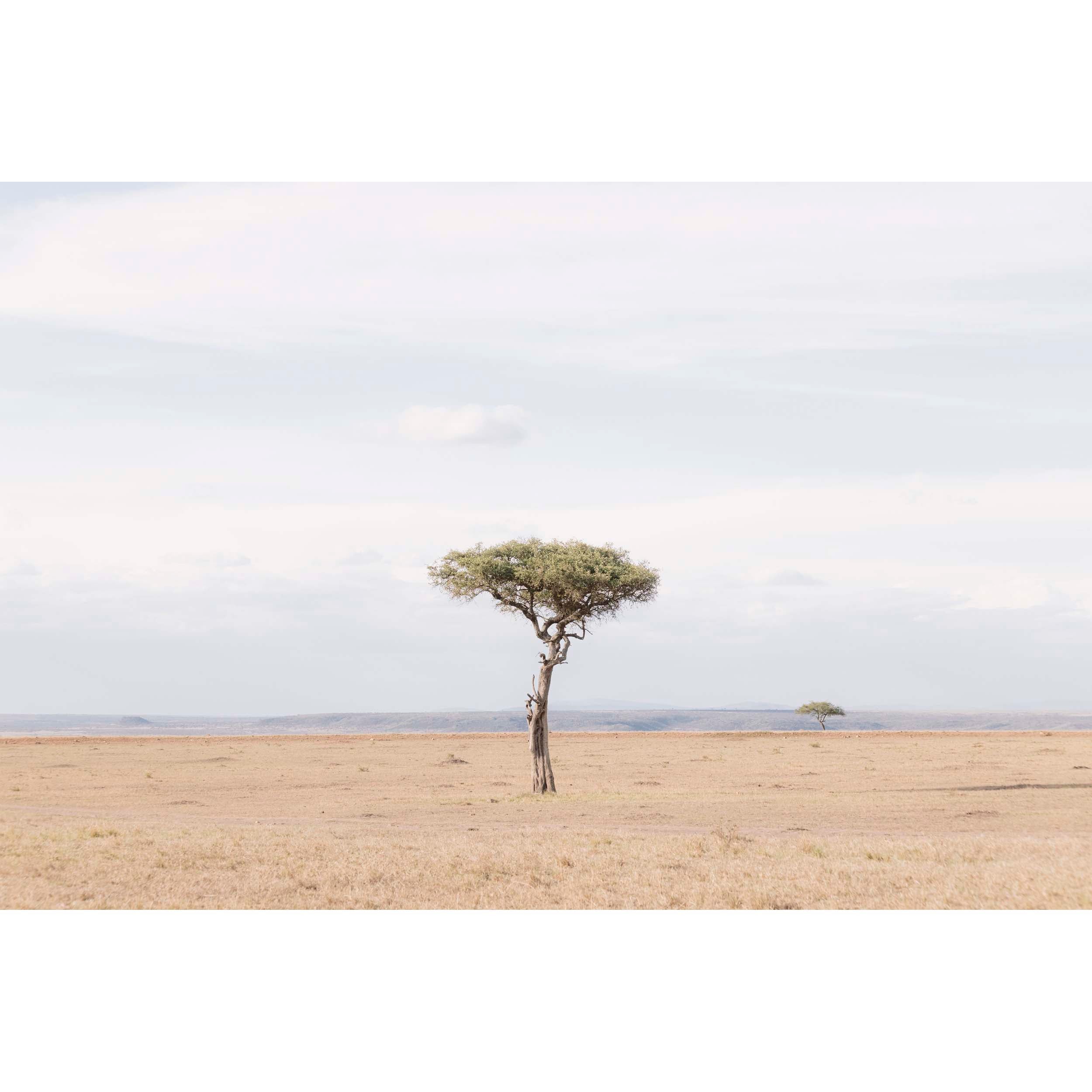Umbrella - Kenya, Africa