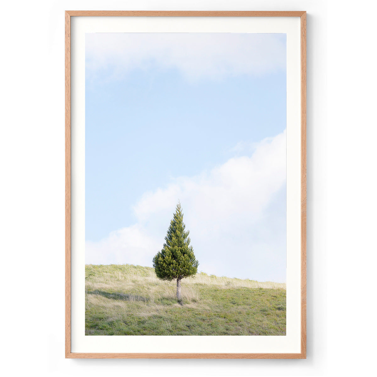 Pine Hill - New Zealand