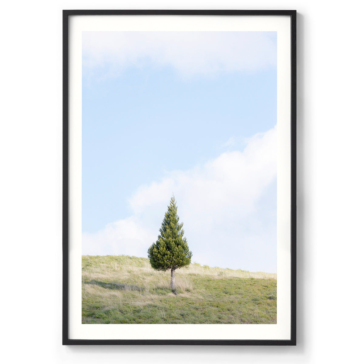 Pine Hill - New Zealand