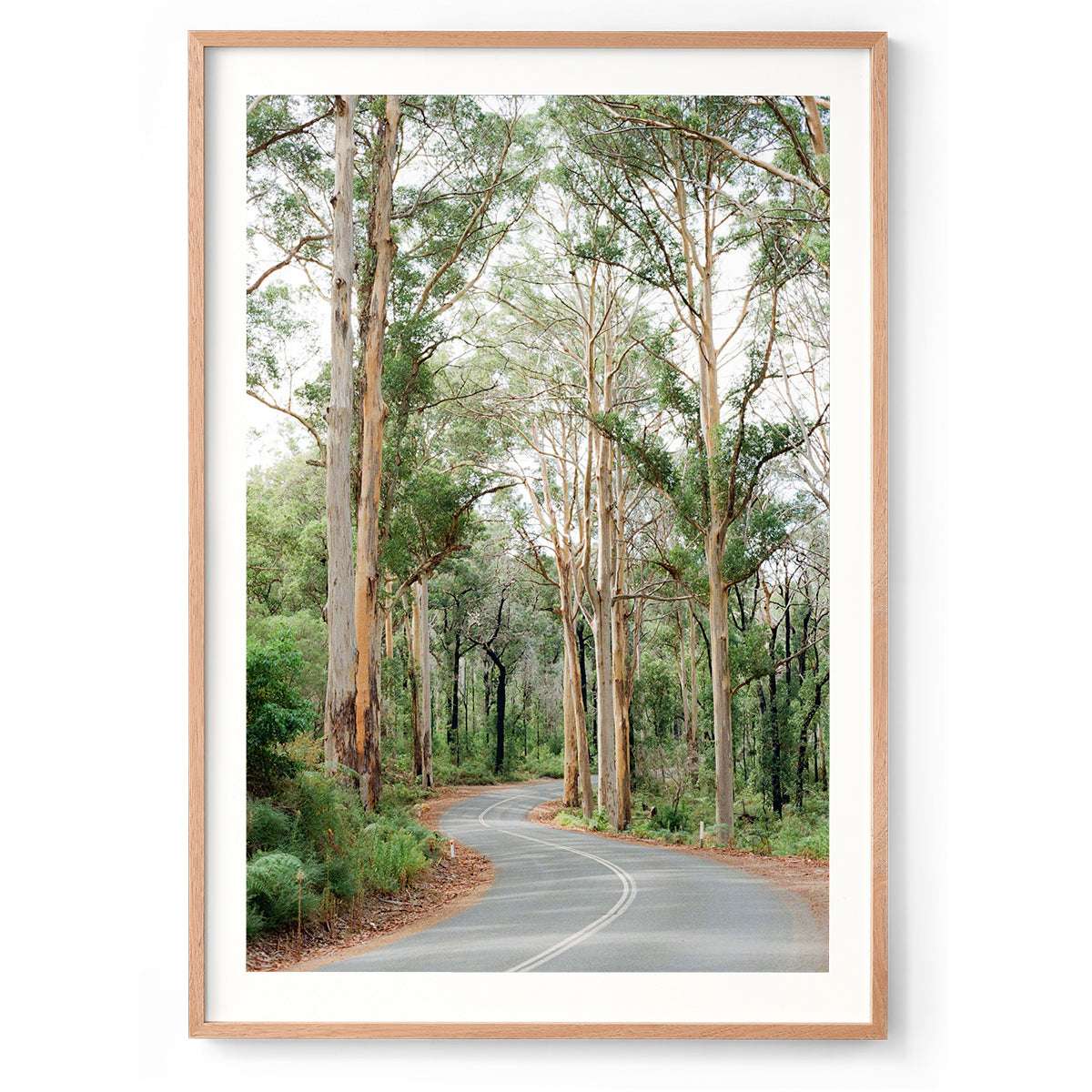 Framed photo of the winding road through Boranup Forest in the Margaret River region of Western Australia. The karri trees stretch tall either side of the road. Shot on film with soft colours. Fine art photography prints, available framed in black, white or oak.