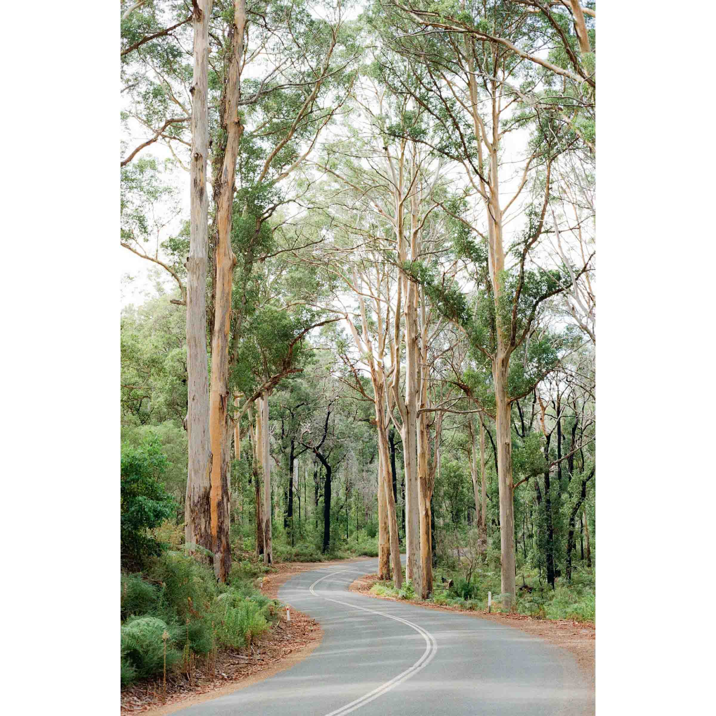 Framed photo of the winding road through Boranup Forest in the Margaret River region of Western Australia. The karri trees stretch tall either side of the road. Shot on film with soft colours. Fine art photography prints, available framed in black, white or oak.
