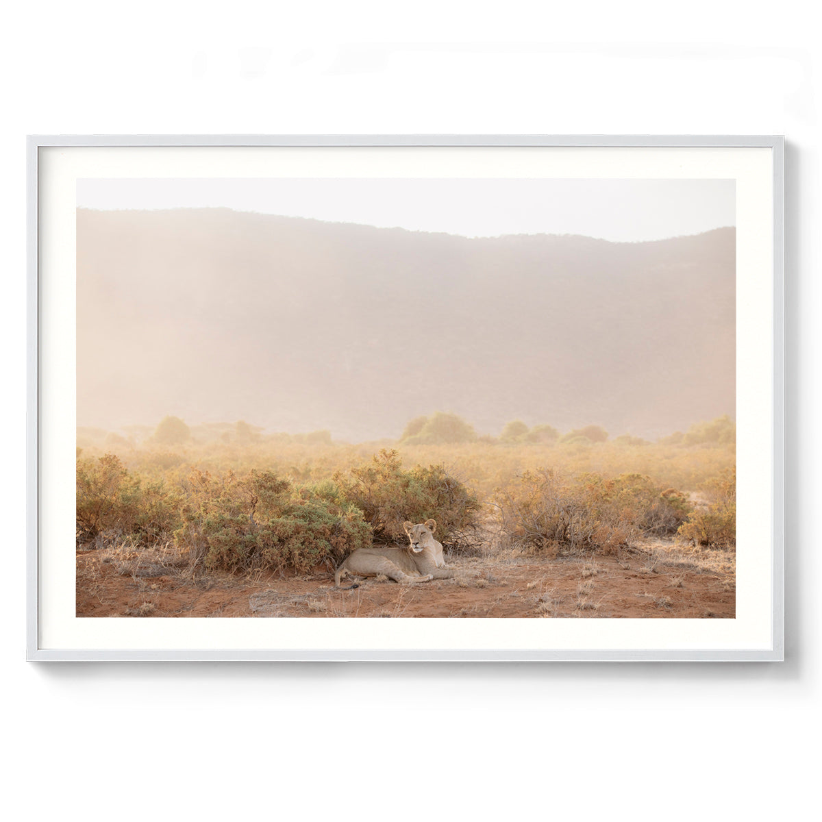 Lioness - Kenya, Africa