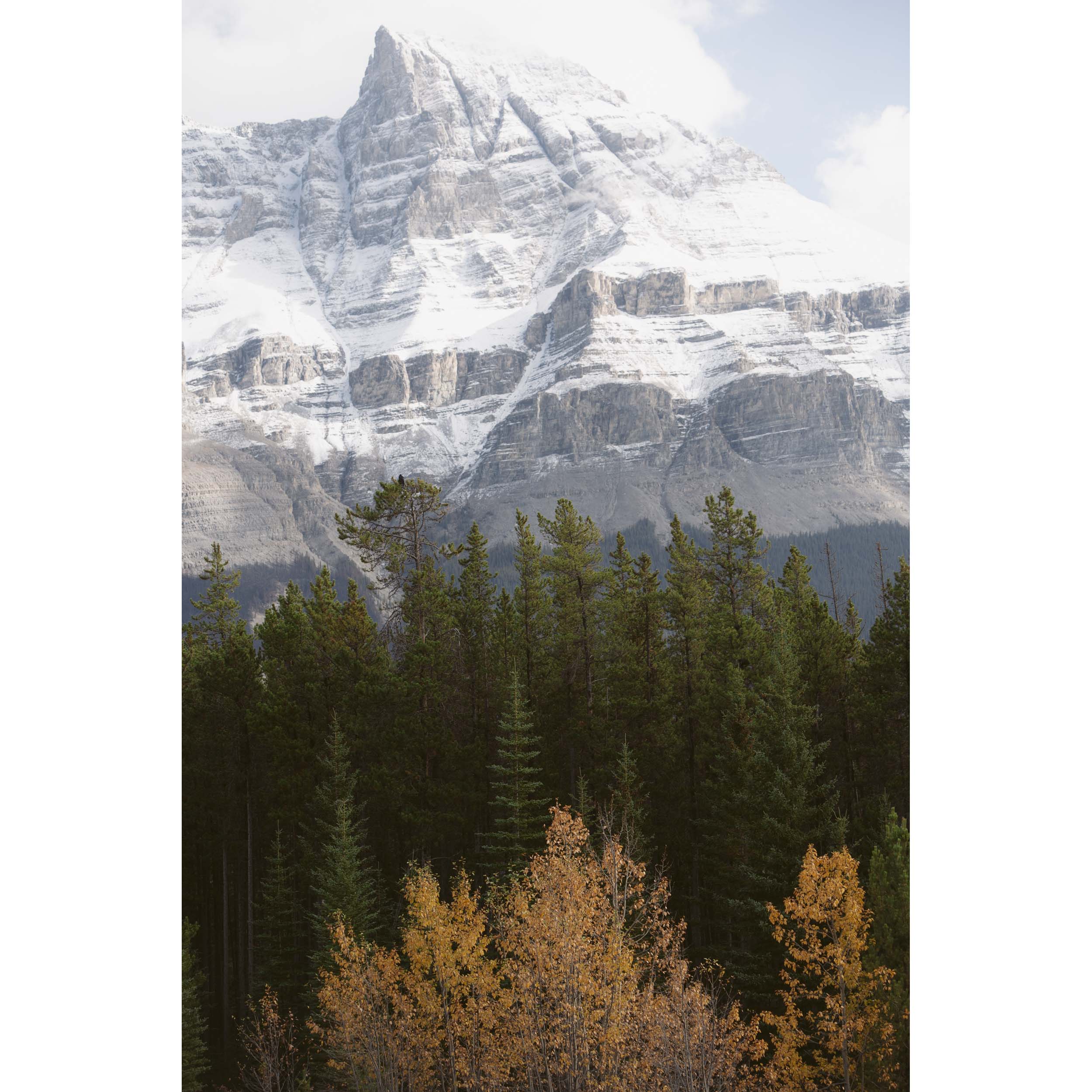 NATURE'S PALETTE - Rocky Mountains, Canada