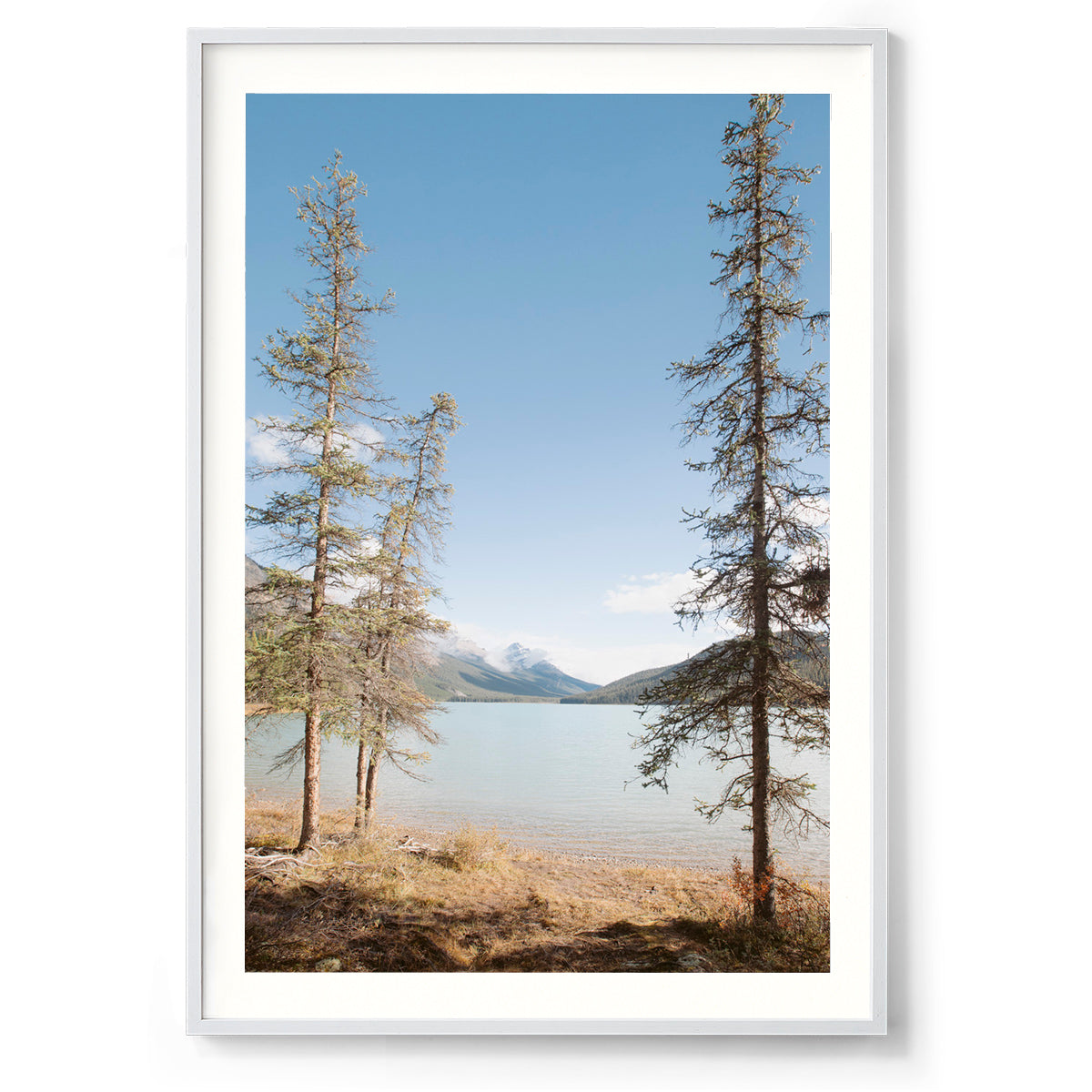 Spring Has Sprung - Rocky Mountains, Canada