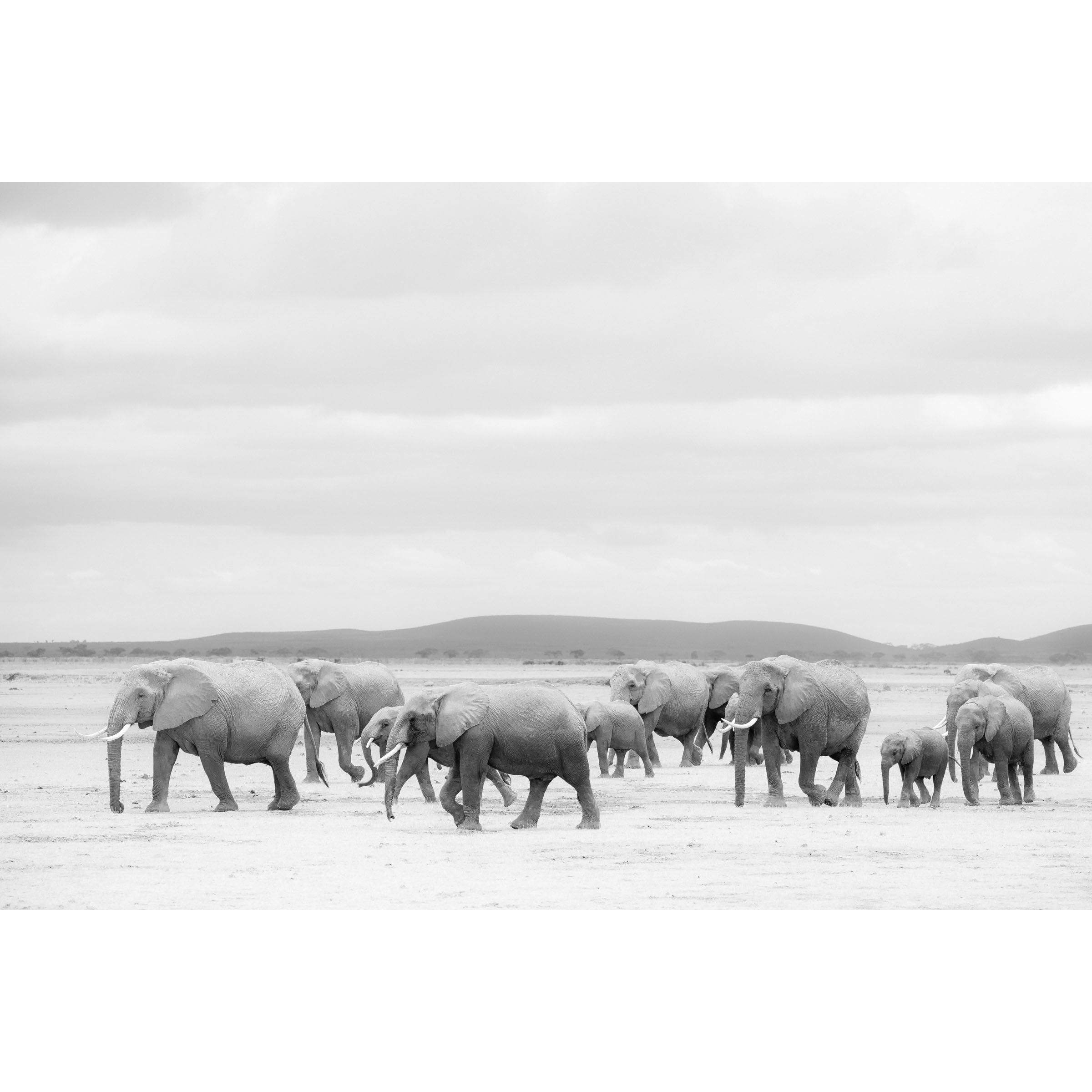 Horizontal black and white photo of a herd of elephants walking across the savannah in Kenya. Fine art photography prints, available framed in black, white or oak.