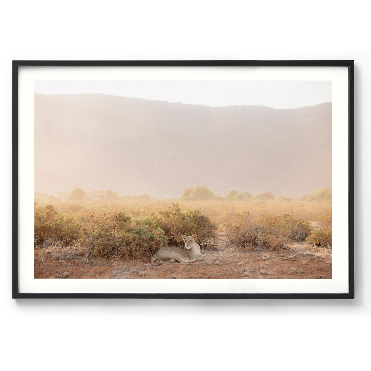 Lioness - Kenya, Africa