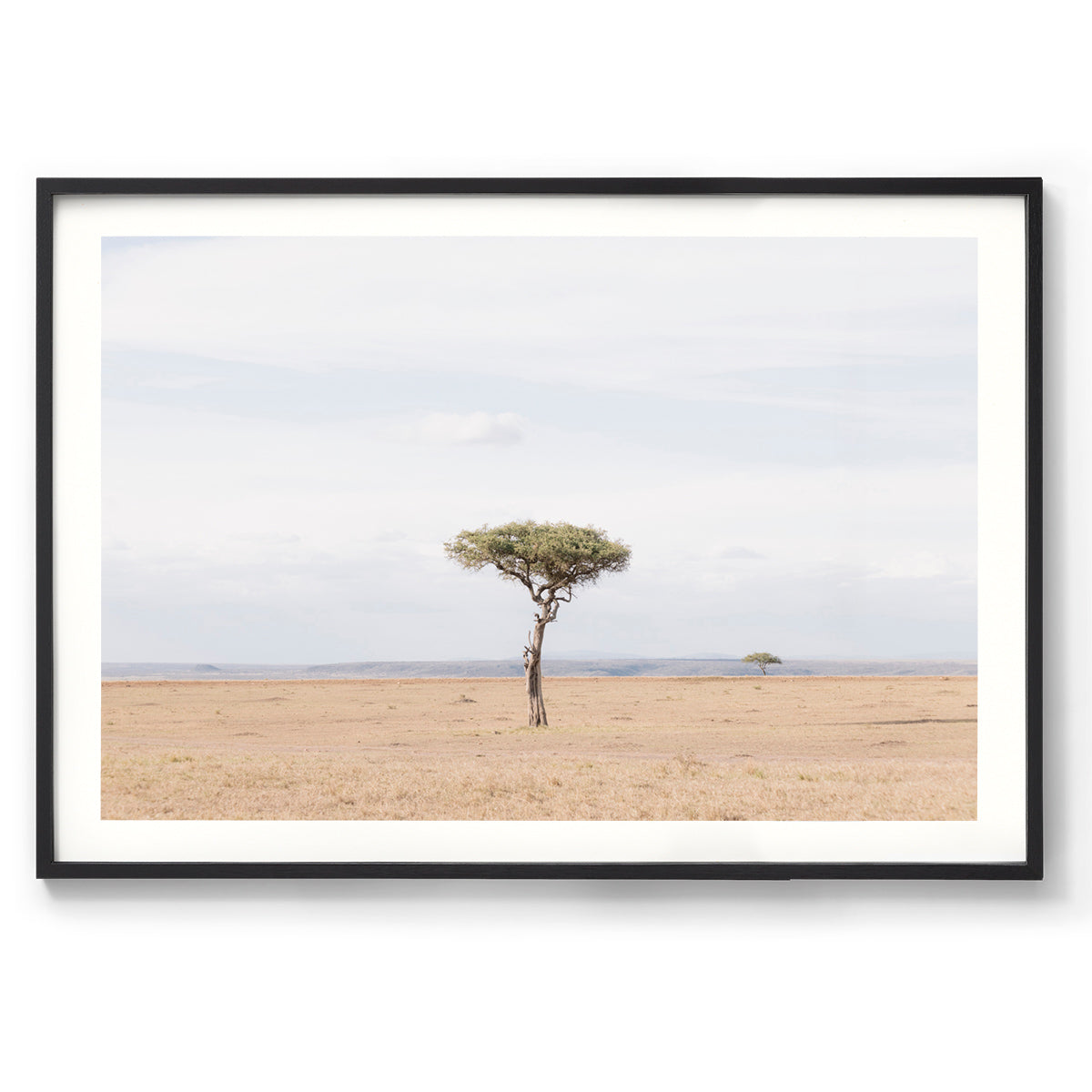 Umbrella - Kenya, Africa