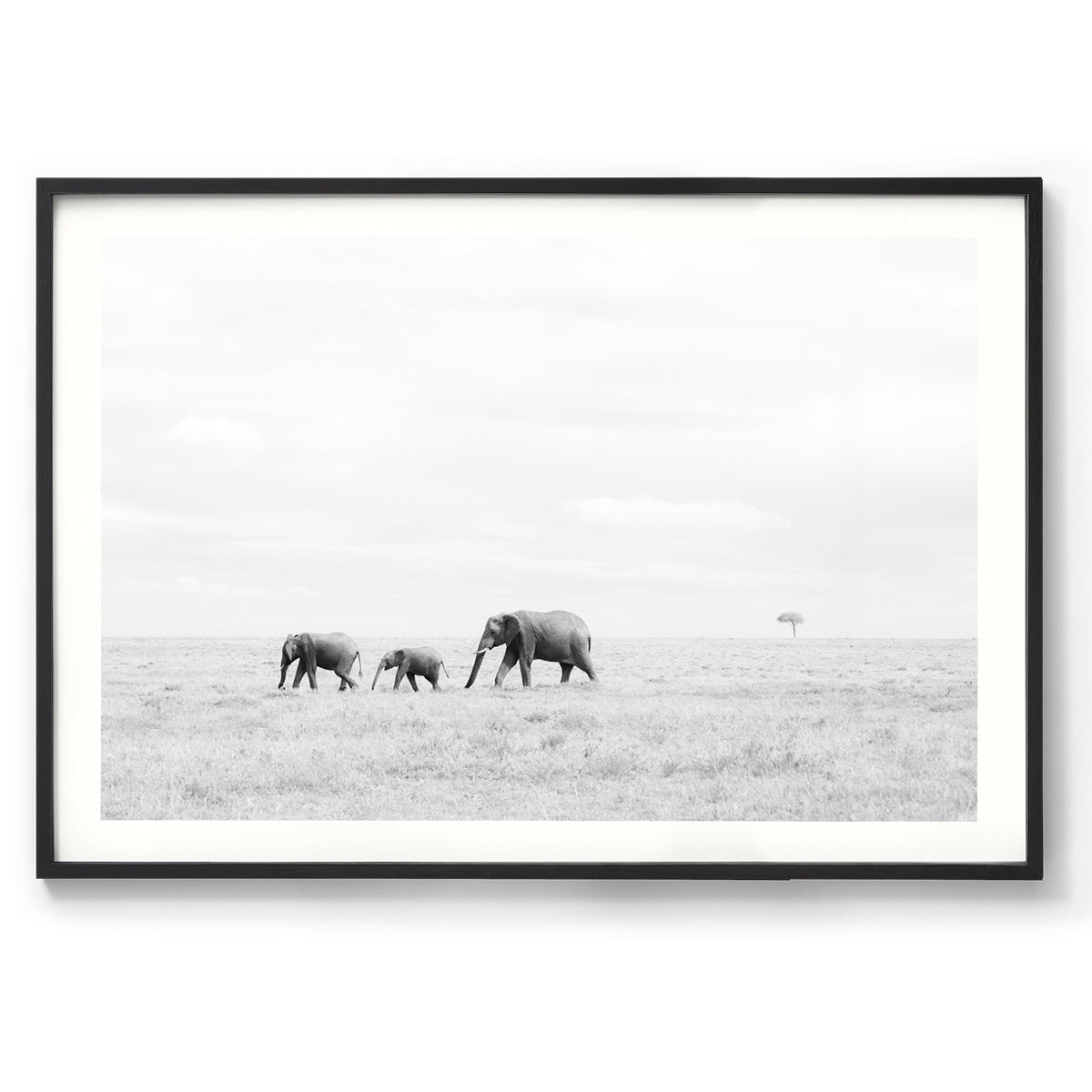 Nature's Parade - Kenya, Africa